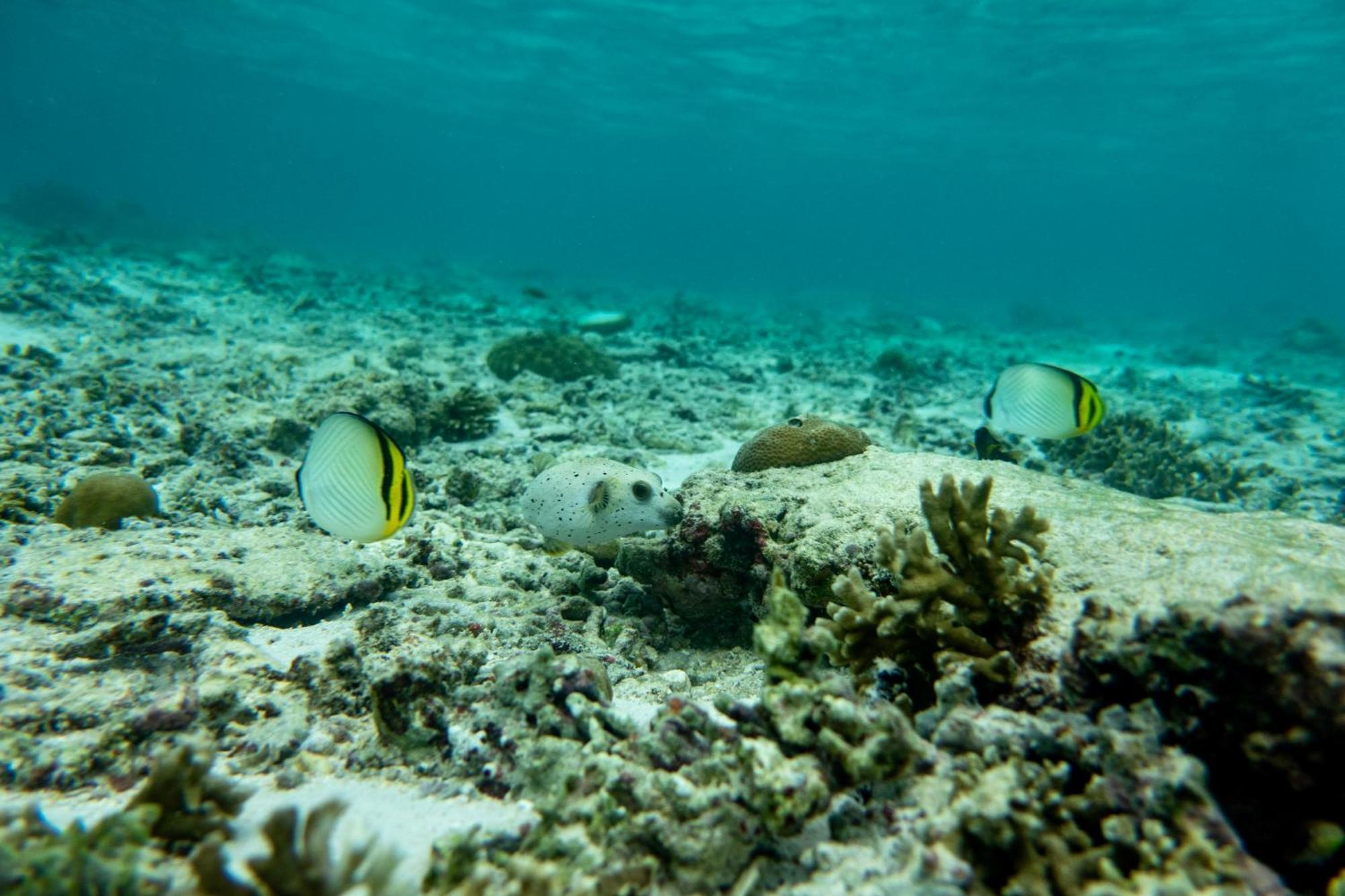 Ira Bungalows Pulau Banyak Alaban Zewnętrze zdjęcie